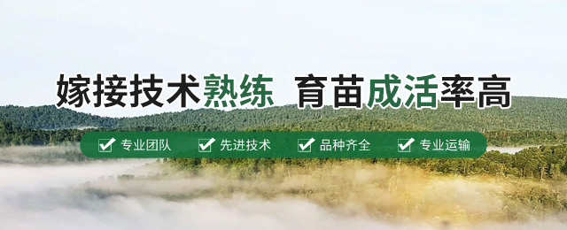 黑龙江樟子松苗